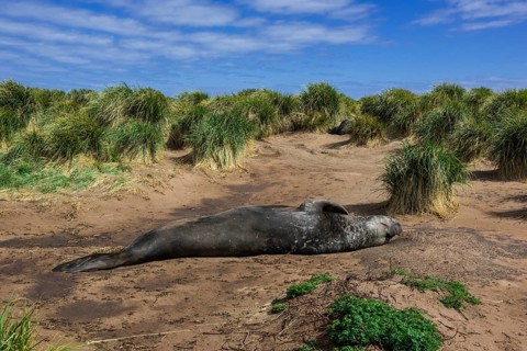 Southern elephant seal (Mirounga leonina)