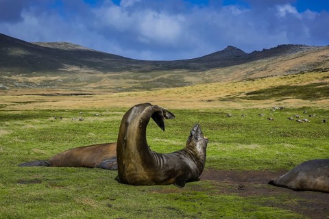 Southern elephant seal (Mirounga leonina)