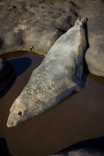 Southern elephant seal (Mirounga leonina)