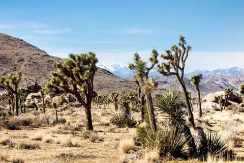 Joshua Trees (Yucca brevifolia) in barren desert landscape