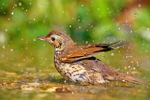 Song thrush (Turdus philomelos) bathes in shallow water