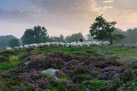 Shepherd with a flock of sheep in the heath at the Thuelsfeld dam at sunrise in the fog
