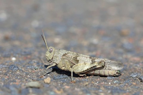 Blue-winged grasshopper (Oedipoda caerulescens ) Ehringshausen