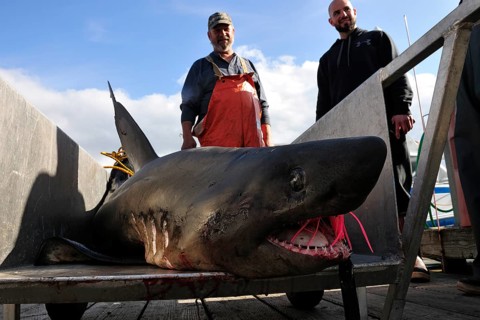 Salmon shark (Lamna ditropis) captured in the port of Valdez on Prince William Sound