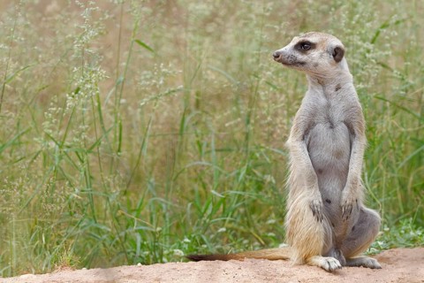 Meerkat (Suricata suricatta)