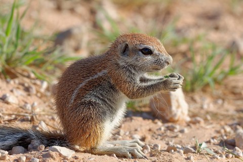 Cape ground squirrel (Xerus inauris)
