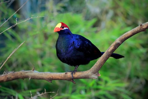 Violet turaco (Musophaga violacea)