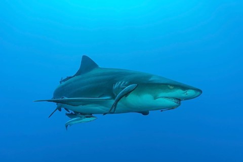 Lemon shark (Negaprion brevirostris)