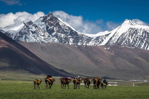 Nomadic Mongolians. Seasonal migration by Camel caravan. Turgen mountains. Uvs province