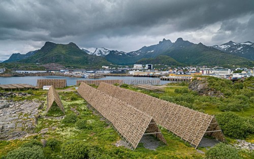 Thousands and thousands of stockfish Fish heads on wooden drying racks