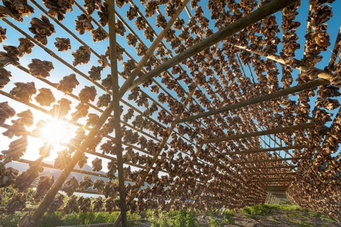Thousands and thousands of stockfish Fish heads on wooden drying racks in the summertime against the sun