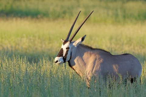 Gemsbok (Oryx gazella)