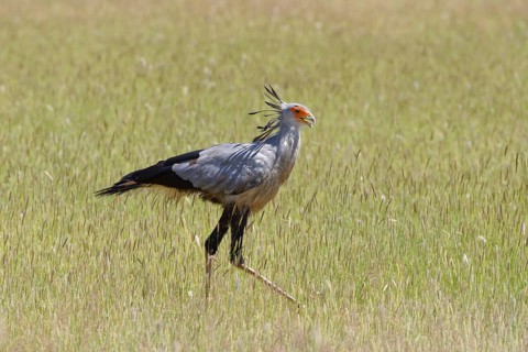 Secretary bird (Sagittarius serpentarius)