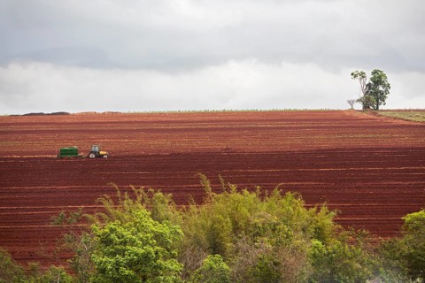 A Tractor pours fertilizer before sugar cane is planted