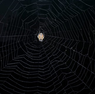 Spider (Eriophora fuliginea) in web