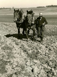 Field cultivation with two horses and harrow