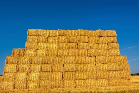 Stacked dried straw