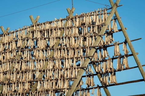 Stockfish on drying rack made of wood