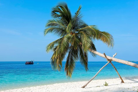 Coconut palm (Cocos nucifera ) with support beam