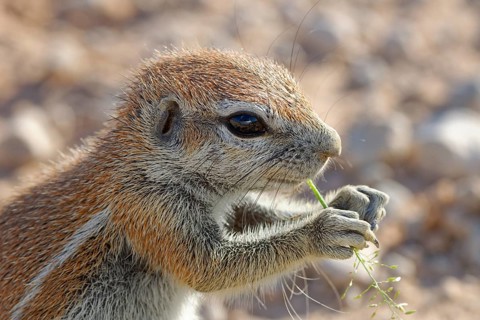 Cape ground squirrel (Xerus inauris)