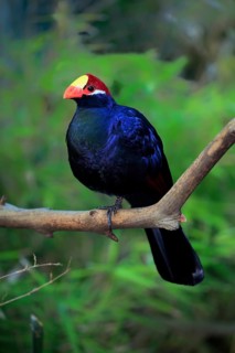 Violet turaco (Musophaga violacea)