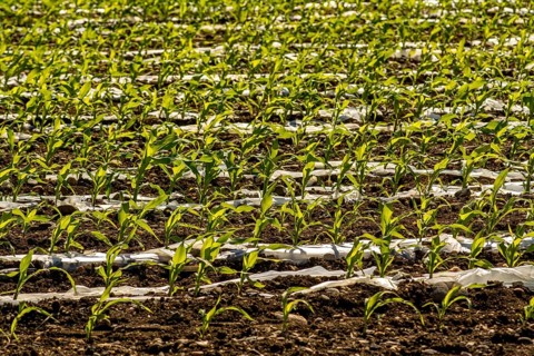 Maize seedlings