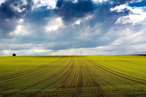 Seed lucerne cultivation