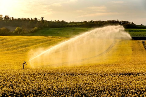 Sprinkler system irrigates rape field