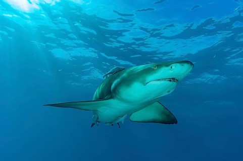Lemon shark (Negaprion brevirostris)