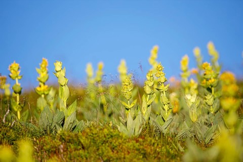Great yellow gentian (Gentiana lutea)