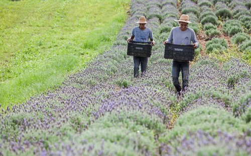 Collecting lavender flowers at the eco farm Sao Benedito