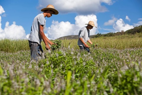 Collecting basil at the eco farm Sao Benedito