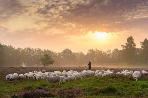 Shepherd with a flock of sheep in the heath at the Thuelsfeld dam at sunrise