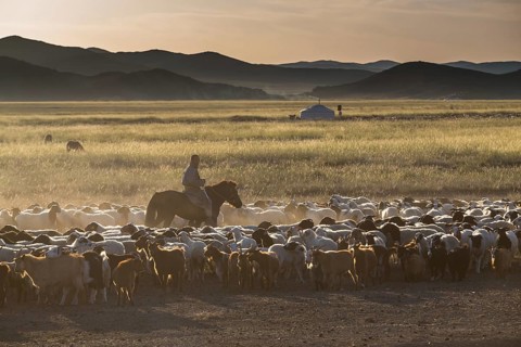 Mongolian herder scene. Govi-Altai province