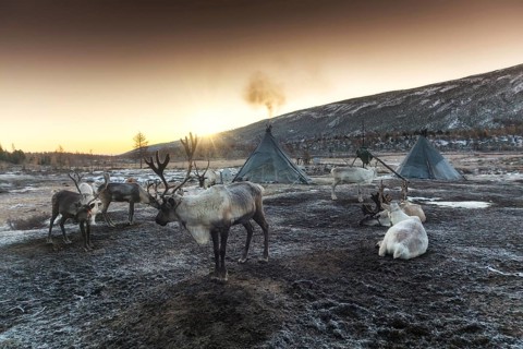 Morning in Tsaatan (reindeer herders) area. Ulaan taiga mountains. Khuvsgul province