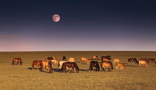 Beautiful evening in Mongolian steppe. Tuv province