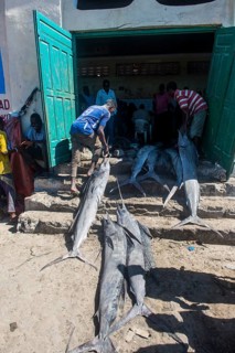 Dead swordfish before the Fishmarket
