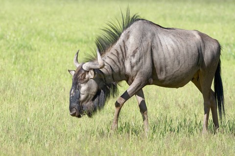 Blue wildebeest (Connochaetes taurinus)