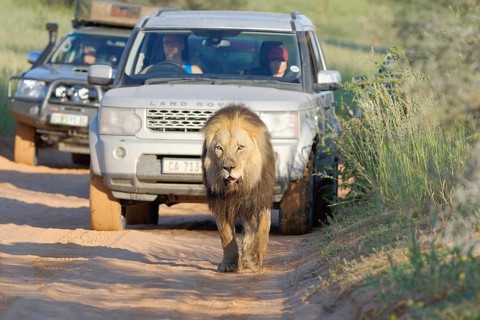 Black-maned lion (Panthera leo melanochaita)