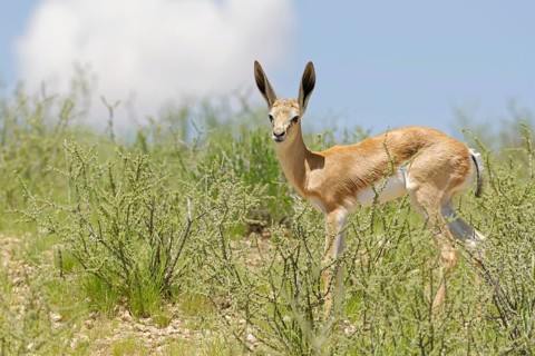 Springbok (Antidorcas marsupialis)