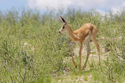 Springbok (Antidorcas marsupialis)