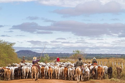 Gauchos herd cows