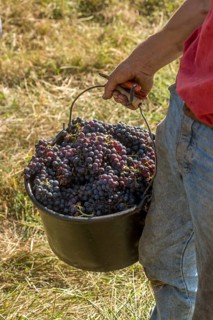 Grape harvest in the Beaujolais vineyard