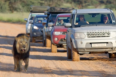 Black-maned lion (Panthera leo melanochaita)