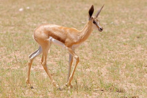 Springbok (Antidorcas marsupialis )