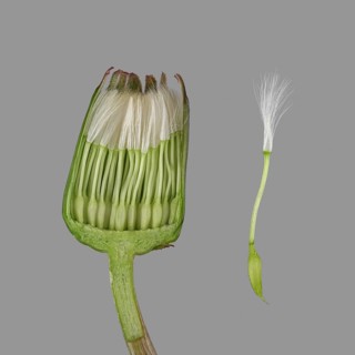Dandelion (Taraxacum sect. Ruderalia )