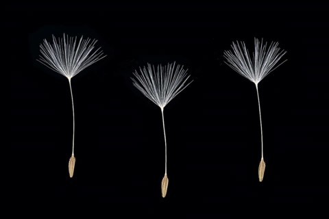 Dandelion (Taraxacum sect. Ruderalia )