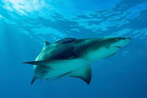 Lemon shark (Negaprion brevirostris)