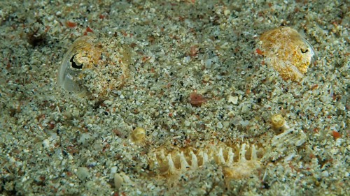 Marbled Stargazer (Uranoscopidae)