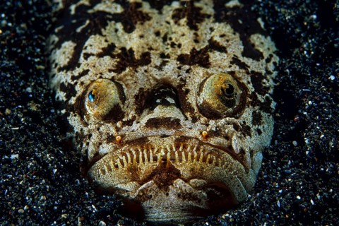 Marbled stargazer